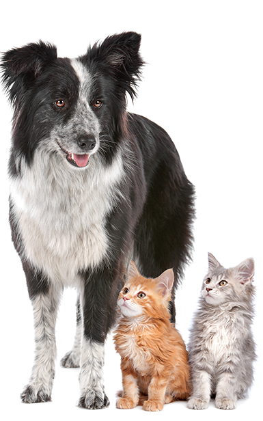 A dog and 2 cats standing on a white studio background.