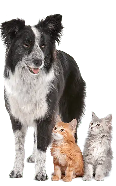 A dog and 2 cats standing on a white studio background.