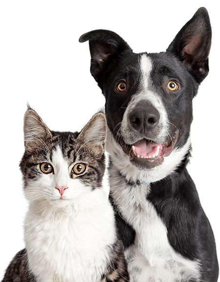 Cat and dog next to each other looking straight ahead.