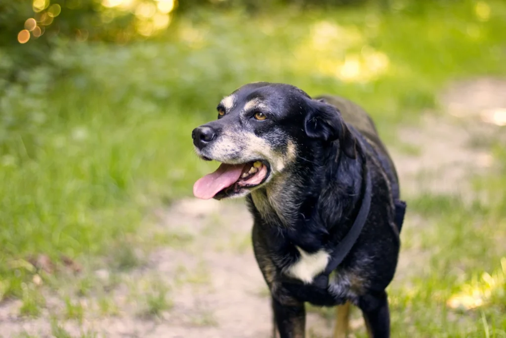 A senior black and tan dog stands on a dirt path, looking to the side with its tongue out.