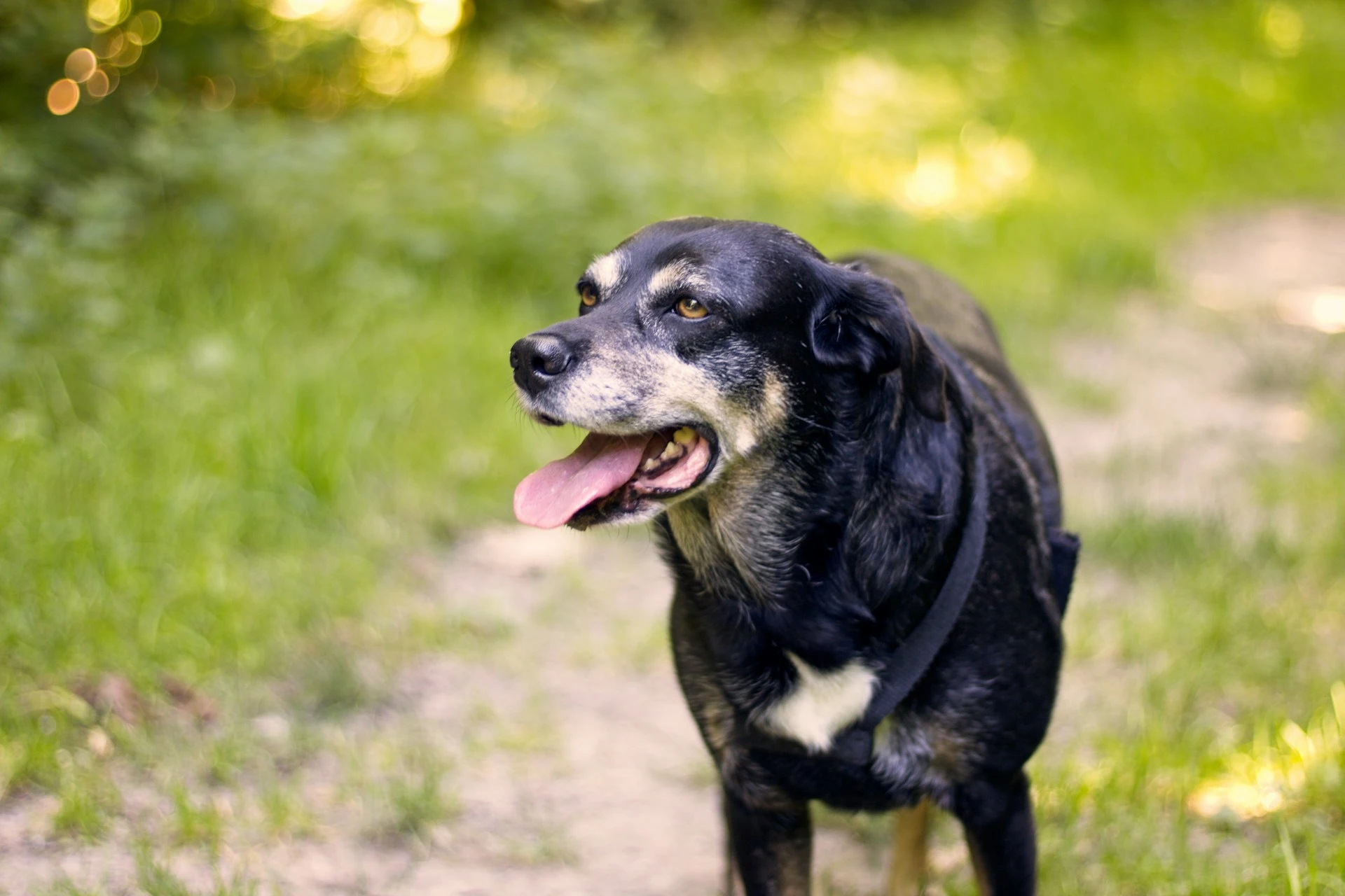 A senior black and tan dog stands on a dirt path, looking to the side with its tongue out.