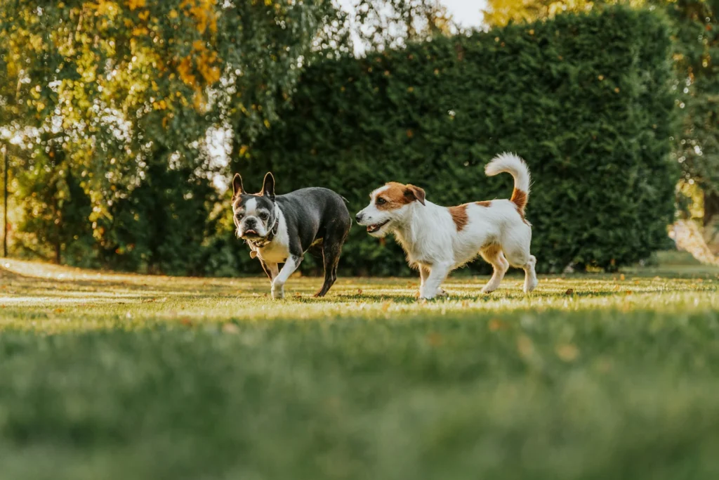 Two small dogs walk playfully across a sunlit green lawn with lush trees and a hedge in the background.