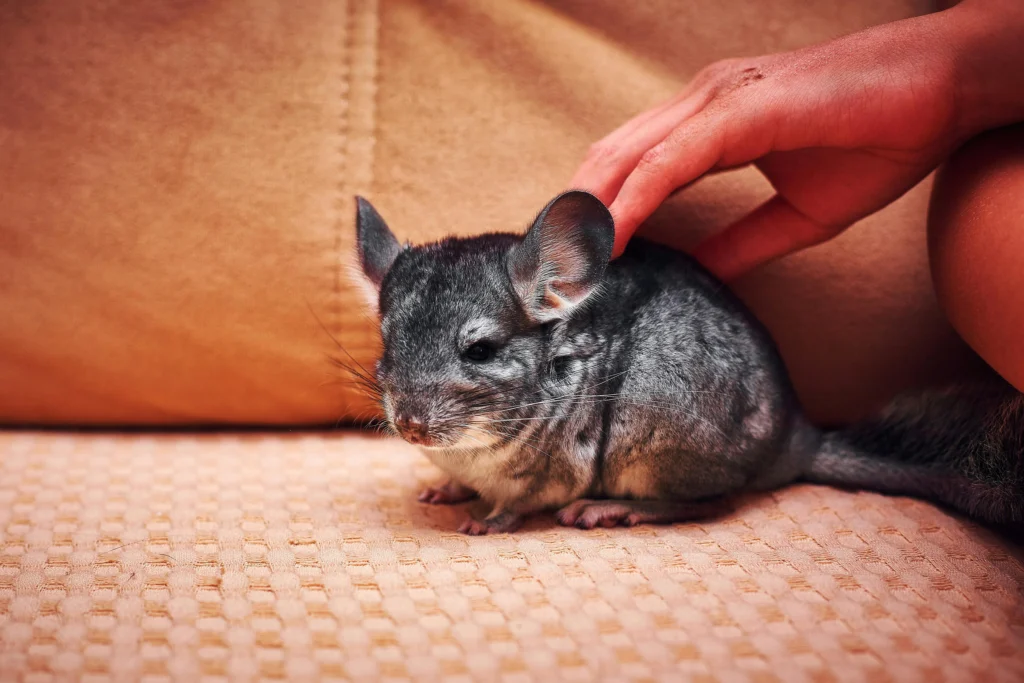 A small, gray chinchilla sits on a textured tan sofa while a person pets its back.