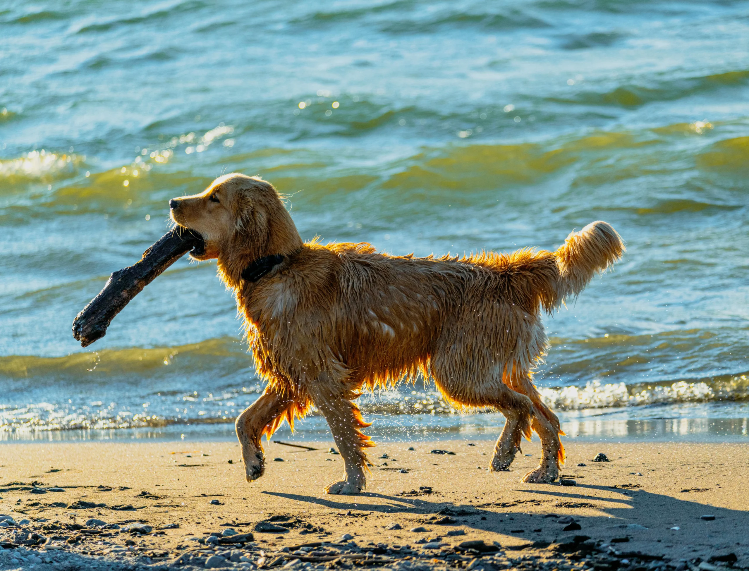 A golden retriever trops along a shoreline carrying a large piece of driftwood in its mouth.