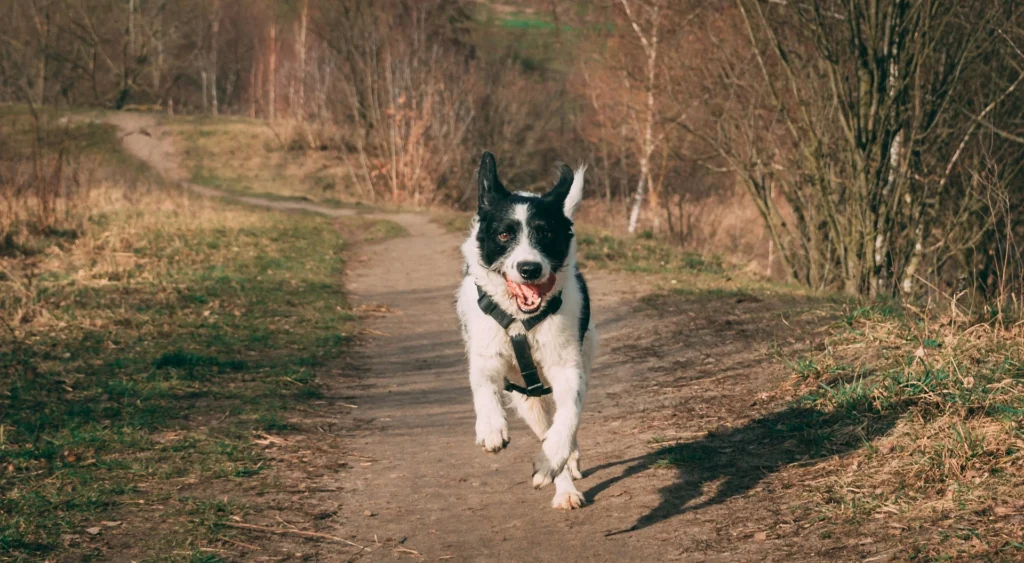 A black and white scruffy dog runs down a dirt path in a wooded park.