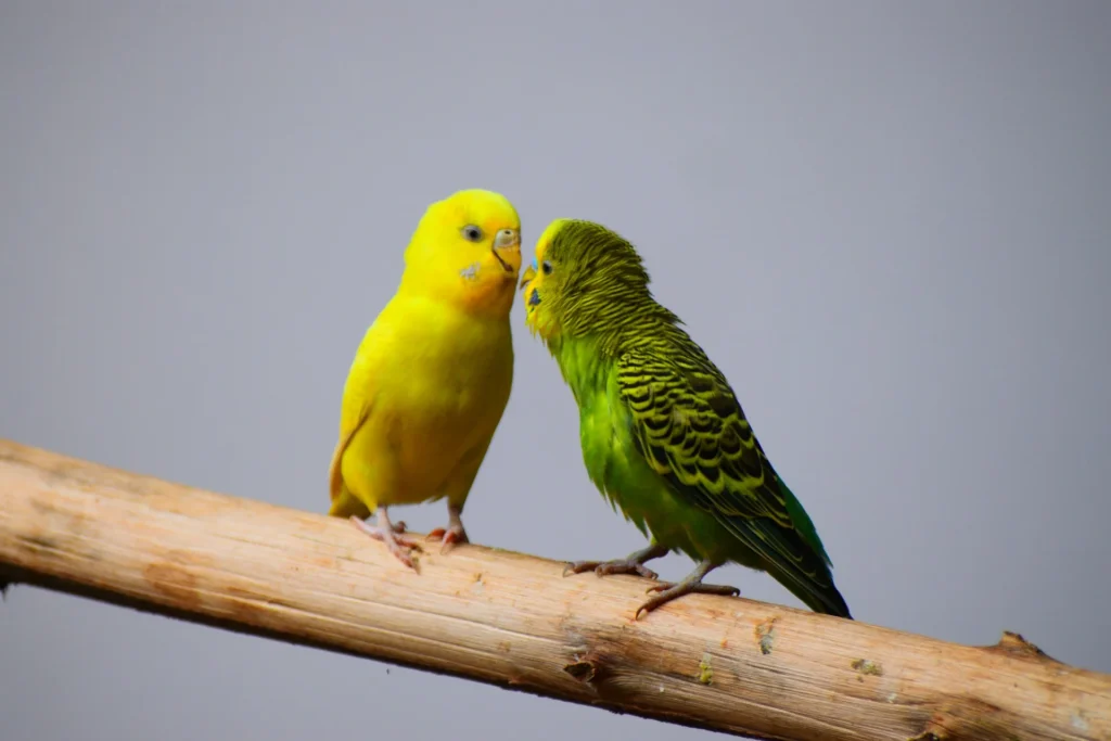 Two budgies sit close together on a wooden branch.