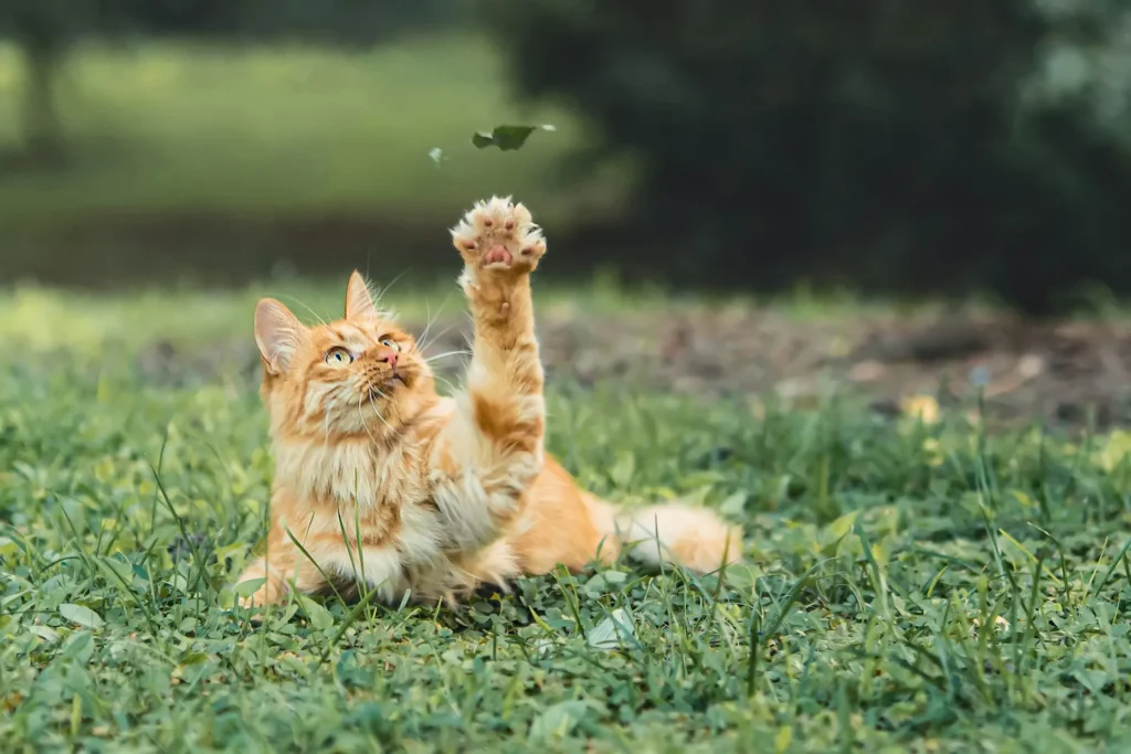 An orange cat lies in the grass and reaches one paw high into the air to bat at a falling leaf.